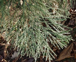 Hojas de la secuoya gigante.